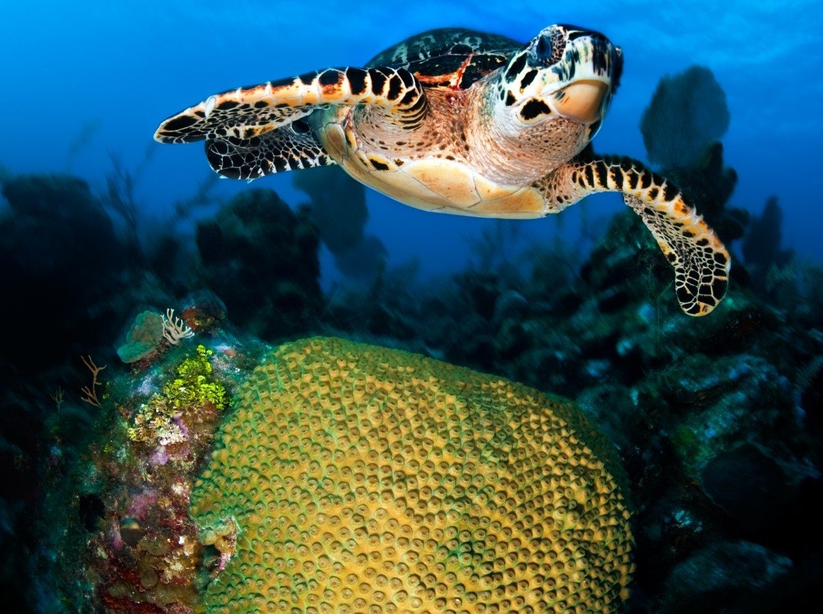 Tortuga en las agua de Playa Esmeralda